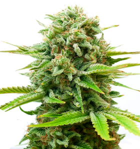 indica cannabis plant