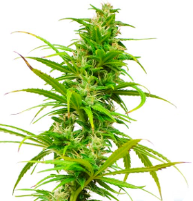 Sativa Cannabis Plant